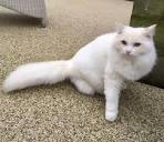 Ridgeview Ragdolls - Cattery Requests