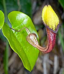Image result for Aristolochia heppii