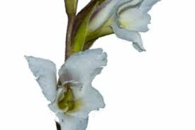 Image result for Disa baurii