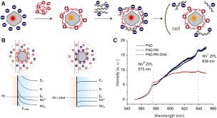 Electrochemical detection (ecd) for hplc is an extremely selective and sensitive detection technique that is applied in a number of analyses such as the hplc with amperometric detection. Carbon Nanomaterials And Their Application To Electrochemical Sensors A Review