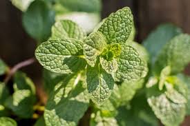 Seeds should be planted in the spring or in the fall in areas that are free from frost. How To Grow Mint