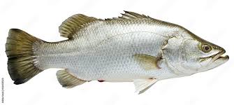 Sea Bass