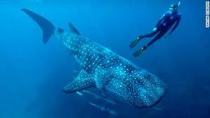 If you like my animal videos, please comment, like, share and subscribe! Trixie The Whale Shark Dies At The Georgia Aquarium Cnn