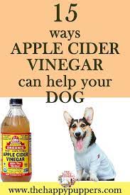 15 Ways Apple Cider Vinegar Can Help You Dog Apple Cider Vinegar Dogs Dog Remedies Dog Rash