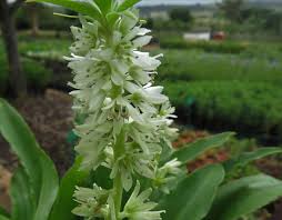 Image result for Eucomis zambesiaca