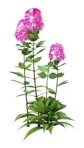 Image result for Polemoniaceae