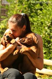 Image result for rhodéský ridgeback