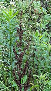 Image result for Afroligusticum runssoricum