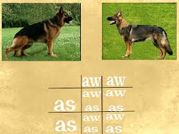 German Shepherd Color Genetics Von Haus Ulv German Shepherds