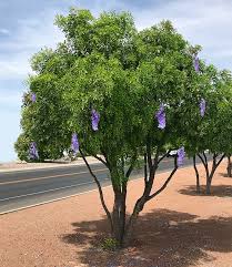 Purple flowering trees grow in a variety of soils and in numerous hardiness zones. The Texas Mountain Laurel Tree A Great Flowering Desert Evergreen Tree