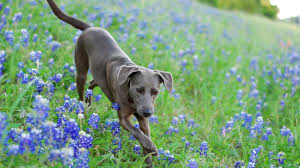 The blue lacy was developed using english shepherd, greyhound and wolf stock by the lacy brothers of texas. The Blue Lacy Is The Texas State Dog You Need To Meet