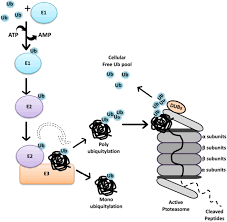 The invention of the microscope made the discovery of cells possible. Frontiers Crosstalk Between Mammalian Autophagy And The Ubiquitin Proteasome System Cell And Developmental Biology