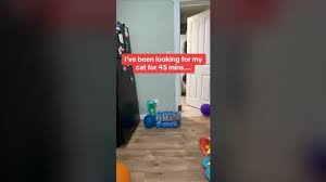 Cat Hides From Owner In Most Unexpected Place