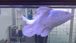 Maybe you would like to learn more about one of these? Ikan Mas Koki Putih Si Hitam Dengan Mata Menonjol Cute Fish 003 Youtube