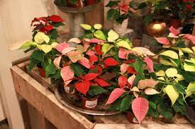 How To Keep Your Mini-Poinsettia Alive - Laidback Gardener