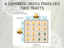 However, mendel and conventional wisdom agree that blending of parental traits is not correct and that particles of inheritance are actually involved because. Introduction To Genetics Ppt Download