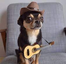 Cowboy Chihuahua Chihuahua Puppies Chihuahua Dogs Cute Chihuahua