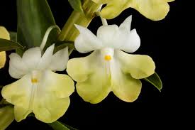 Image result for Dendrobium