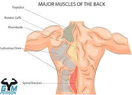 Primary muscles in the back include the: Simple Muscle Chart Back Muscle Anatomy Reference Charts Free Pdf Download Kenhub This Procedure Is One Of The Most Powerful Yet Simple Ways To Treat Muscle Pain And Discomfort