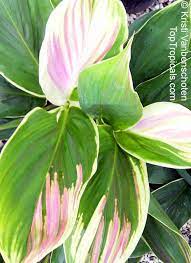 Cordyline Fruticosa Amabilis Glossy Dark Green Leaves Spotted With Rose And White Baptisii Dark Green Leaves Stripe Trees To Plant Crotons Plants Leaves