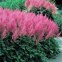 Visions In Pink Astilbe Astilbe Buchart Gardens Plants