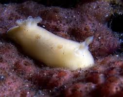 Image result for Selago dinteri