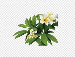 Download this premium photo about white and yellow plumeria flowers on a tree, and discover more than 9 million professional stock photos on freepik. White And Yellow Plumeria Flowers Illustration Frangipani Icon Plant Plumeria Plants Flower Plant Borders Png Pngwing