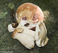 Image result for Boletus separans