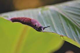 What Is The Spiritual Meaning Of Slugs Sodalite Minds