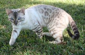 Bengal Bengal Kitten Bengal Cat Bengal Cat Breeders