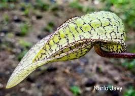 Image result for Bulbophyllum X chikukwa