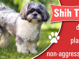 How often a shih tzu should be fed? How Much Do The Beautiful And Cute Shih Tzu Puppies Cost Dogappy