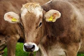 Em novembro de 1986, uma nova doença foi descrita nos rebanhos bovinos do reino unido. Apft62ca8ld 0m