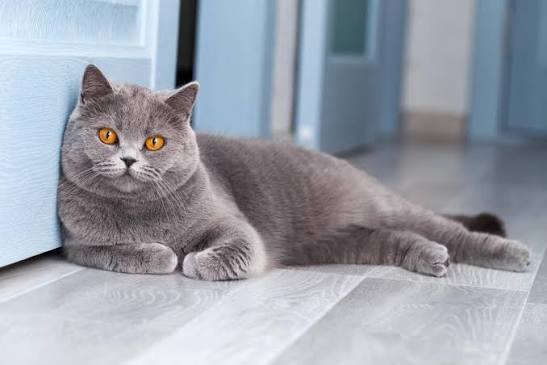 British Shorthair - Self Cats | Cat Breeds