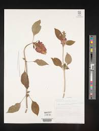 Image result for Anisotes formosissimus