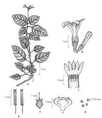 Image result for Mostuea brunonis