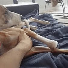 Use the image icon to upload replacement images to further customize them. Funny Dog Gifs That Will Brighten Your Day