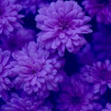 Image result for purple aesthetic