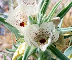 Image result for Acanthopale confertiflora