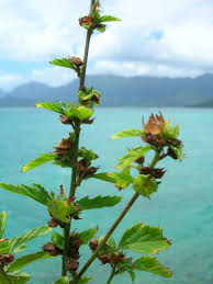 Image result for Malvastrum coromandelianum