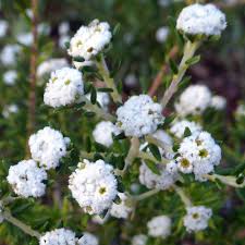 Image result for Phylica