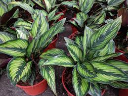 Penasaran jenis, warna dan bentuk nya seperti apa?! Suka Tanaman Hias Daun Koleksi Jenis Jenis Calathea Ini Saja