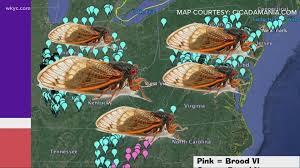 Most are black with greenish markings. Billions Of Cicadas Expected To Emerge In 2021 Wkyc Com