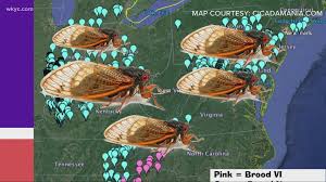 Published 8:34 pm utc mar. Billions Of Cicadas Expected To Emerge In 2021 Wkyc Com