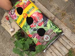 Direkt In Den Erdsack Pflanzen Anleitung Tipps Plantura Mini Garten Pflanzen Winterharte Pflanzen