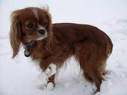 Datei Ruby Cavalier King Charles Spaniel Jpg Wikipedia Landshut Cavalier King Charle In 2020 Cavalier King Charles Spaniel Blenheim King Charles Cavalier King Charles