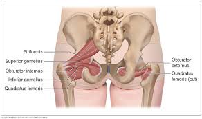 Because we understand that these positions are necessary. Muscles Of The Pelvis
