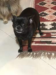 Carmo Chihuahua Black Chihuahua Caes Pug