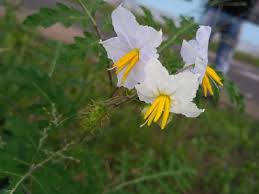 Image result for Solanum sisymbriifolium