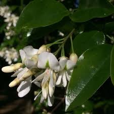 Image result for Craibia zimmermannii